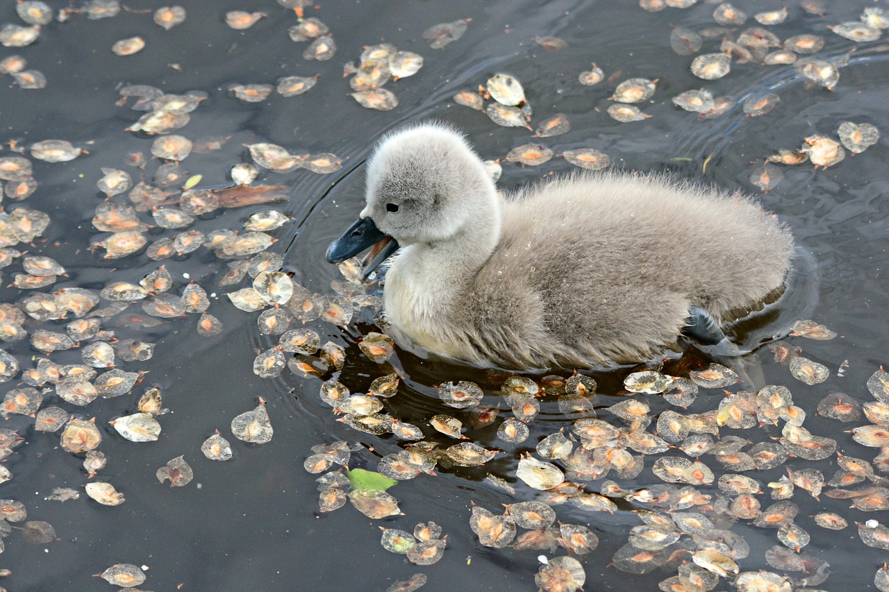 How to Create a Wildlife Habitat in Your Backyard